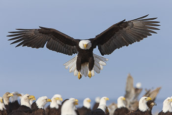 Natural history photos of wildlife