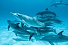 Atlantic spotted dolphin. Bahamas. Image #00001
