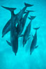 Atlantic spotted dolphin. Bahamas. Image #00002