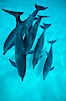 Atlantic spotted dolphin. Bahamas. Image #00002