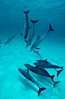 Atlantic spotted dolphin. Bahamas. Image #00005