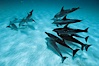 Atlantic spotted dolphin. Bahamas. Image #00006