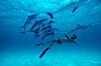 Atlantic spotted dolphin, Olympic swimmer Matt Biondi. Bahamas. Image #00009
