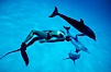 Atlantic spotted dolphin and Olympic champion swimmer Matt Biondi. Bahamas. Image #00018