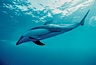 Pacific white sided dolphin. San Diego, California, USA. Image #00020