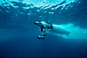 Pacific white sided dolphin. San Diego, California, USA. Image #00021