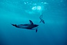 Pacific white sided dolphin. San Diego, California, USA. Image #00022