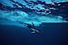 Pacific white sided dolphin. San Diego, California, USA. Image #00023