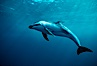 Pacific white sided dolphin, open ocean. San Diego, California, USA. Image #00025