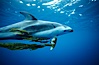 Pacific white sided dolphin carrying drift kelp. San Diego, California, USA. Image #00043