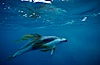 Pacific white sided dolphin, Kelp carry. San Diego, California, USA. Image #00044