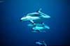 Pacific white sided dolphin, carrying drift kelp. San Diego, California, USA. Image #00046