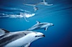 Pacific white sided dolphin. San Diego, California, USA. Image #00048