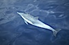 Common dolphin. San Diego, California, USA. Image #00066
