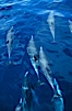 Common dolphin. San Diego, California, USA. Image #00071