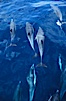 Common dolphin. San Diego, California, USA. Image #00072
