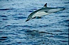 Common dolphin. San Diego, California, USA. Image #00097