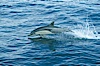 Common dolphin leaping (porpoising). San Diego, California, USA. Image #00098