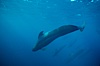 Short fin pilot whale, Sea of Cortez. Image #00104