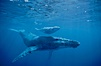 North Pacific humpback whales, a mother and calf pair swim closely together just under the surface of the ocean.  The calf with remain with its mother for about a year, migrating from Hawaii to Alaska to feed on herring. Maui, Hawaii, USA. Image #00140