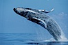 North Pacific humpback whale, breach. Maui, Hawaii, USA. Image #00205