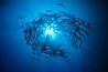Schooling fish, circling jacks, Las Animas, Sea of Cortez, Baja California. Image #00249