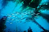 Jack mackerel schooling amid kelp forest. San Clemente Island, California, USA. Image #00256