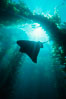 California bat ray and kelp canopy. San Clemente Island, USA. Image #00265