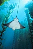 California bat ray in kelp forest. San Clemente Island, California, USA. Image #00267
