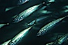 Jack mackerel. San Clemente Island, California, USA. Image #00275