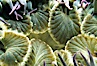Aggregating anemone detail. San Miguel Island, California, USA. Image #00290
