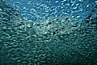 Bigeye scad, schooling, Sea of Cortez. Image #00305