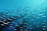 Jack mackerel schooling in kelp. San Clemente Island, California, USA. Image #00307