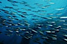 Jack mackerel schooling in kelp. San Clemente Island, California, USA. Image #00308