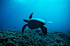 Green sea turtle. Maui, Hawaii, USA. Image #00315