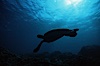 Green sea turtle. Maui, Hawaii, USA. Image #00316