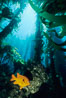 Garibaldi and kelp. San Clemente Island, California, USA. Image #00370