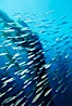 Jack mackerel and kelp. San Clemente Island, California, USA. Image #00380