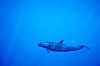 False killer whale. Lanai, Hawaii, USA. Image #00556