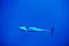 False killer whale. Lanai, Hawaii, USA. Image #00558