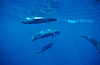 False killer whale, eating fish. Lanai, Hawaii, USA. Image #00561
