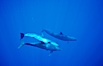 False killer whale, Pacific bottlenose dolphin. Lanai, Hawaii, USA. Image #00563