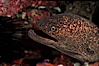 Moray eel. San Clemente Island, California, USA. Image #00570