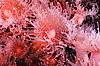 Strawberry anemone (club-tipped anemone, more correctly a corallimorph). Scripps Canyon, La Jolla, California, USA. Image #00575
