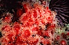 Strawberry anemone (club-tipped anemone, more correctly a corallimorph). Scripps Canyon, La Jolla, California, USA. Image #00577
