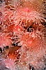 Strawberry anemone (club-tipped anemone, more correctly a corallimorph). Scripps Canyon, La Jolla, California, USA. Image #00578