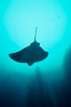 California bat ray. San Clemente Island, USA. Image #00579