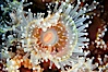 Polyp of a strawberry anemone (club-tipped anemone, more correctly a corallimorph). Scripps Canyon, La Jolla, California, USA. Image #00597