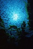 Jack mackerel and kelp. San Clemente Island, California, USA. Image #00598