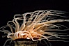 Tube anemone. La Jolla, California, USA. Image #00606